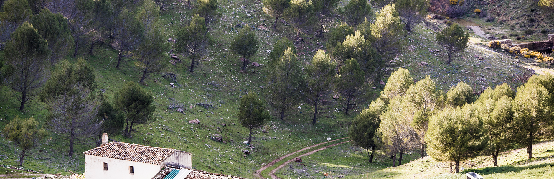 background-image